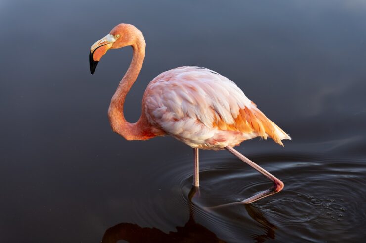 flamingo-flm